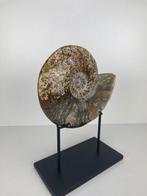 Fossiel - Gefossiliseerde schelp - Cleoniceras - 15 cm, Verzamelen, Mineralen en Fossielen