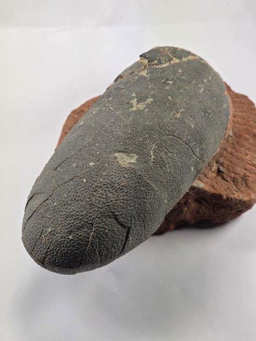 Oviraptor - Gefossiliseerd ei - 19 cm, Verzamelen, Mineralen en Fossielen