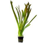 AQUAlook Vallisneria Giganthea | Reuze Moerasplant | in 5 cm, Dieren en Toebehoren, Vissen | Aquaria en Toebehoren, Nieuw, Ophalen of Verzenden