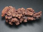 Fossiel fragment - 10 cm (Zonder Minimumprijs), Verzamelen, Mineralen en Fossielen
