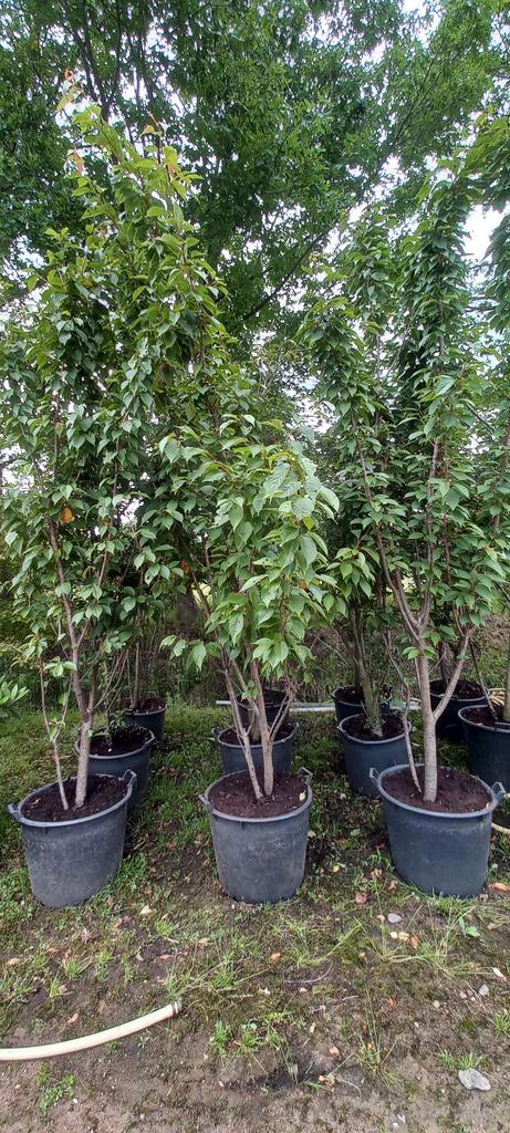 Prunus Royal Flame meerstammig Sierkersen 300cm Wit, Tuin en Terras, Planten | Bomen, Ophalen
