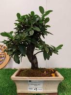 Vuurdoorn bonsai (Pyracantha) - Hoogte (boom): 23 cm -, Antiek en Kunst