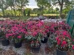 Rhododendron Hybr. Nova Zembla 70-80cm, Ophalen