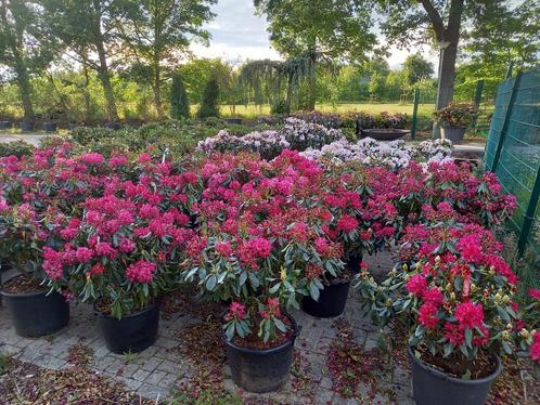 Rhododendron Hybr. Nova Zembla 70-80cm, Tuin en Terras, Planten | Bomen, Ophalen