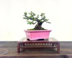 Dwergmispel bonsai - Hoogte (boom): 14 cm - Diepte (boom):