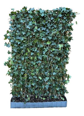 Hedera helix Woerner kant en klaar haag 120x180 cm. beschikbaar voor biedingen