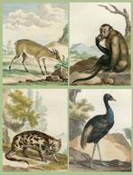 Aart Schouman: 8 hand coloured engravings from Natuurkundige