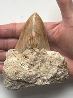 Megalodon tand 11,3 cm - Fossiele tand - Carcharocles, Verzamelen, Dierenverzamelingen, Nieuw