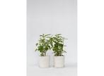 Hydrangea Strong Annabelle - set van 2, Verzenden