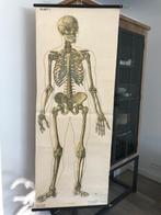 Skelet - Schoolkaart - Linnen, Hout, Papier