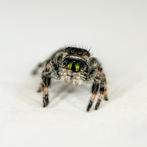 Springspin - Phidippus regius White Bahama