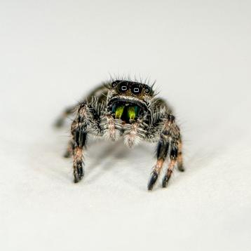 Springspin - Phidippus regius White Bahama beschikbaar voor biedingen