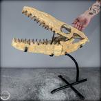 Natuurlijk fossiele schedel van een Mosasaurus op basis van