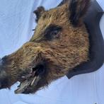 Wild zwijn Taxidermie wandmontage - Sus scrofa - très belle, Nieuw