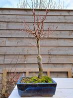 Japanese maple bonsai (Acer palmatum) - Hoogte (boom): 35 cm