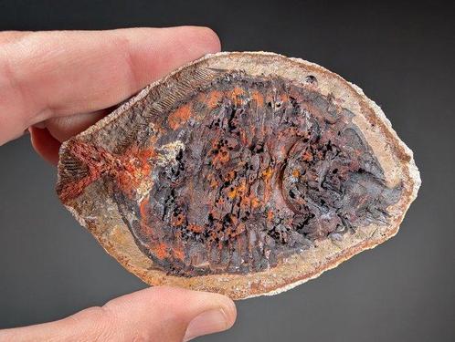 Fossiele vis - Fossiel skelet - Bobasatrania Mahavavica - 11, Verzamelen, Mineralen en Fossielen