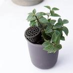 10x Meststof Mand voor Planten – Orchidee en Bonsai Mestkorf, Tuin en Terras, Bloempotten, Verzenden, Nieuw