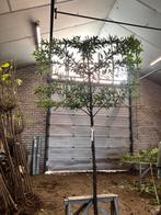 Prunus lusitanica Brenelia | Groenblijvende leibomen, Halfschaduw, 250 tot 400 cm, Leiboom, Ophalen of Verzenden