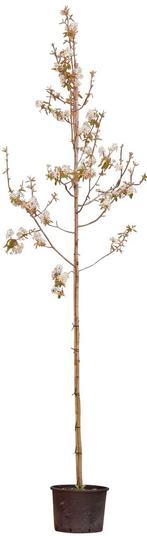 2 stuks! Gewone krentenboom Amelanchier lamarckii h 250 cm s, Tuin en Terras, Verzenden