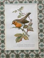 Murr - Rotkehlchen - jaren 1950, Antiek en Kunst