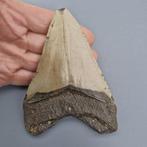 Megalodon Shark - Fossiele tand - megaselachus megalodon -, Verzamelen, Mineralen en Fossielen