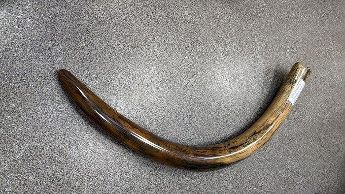 Wolharige mammoet - Gefossiliseerde slagtand - Mammuthus, Verzamelen, Mineralen en Fossielen