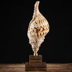 Topkwaliteit - Grote Triton-trompet - Zeldzame schelp uit, Nieuw