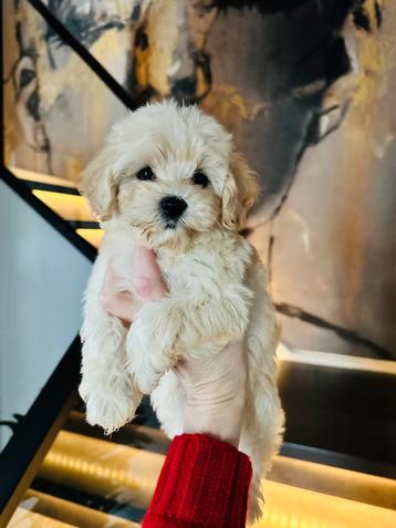 Super mooie, gezonde MALTIPOO , NL nestje beschikbaar voor biedingen