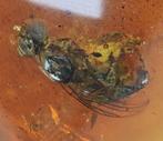 Birmese barnsteen, gedetailleerde Brachycera (vlieg),