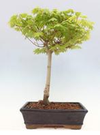 Japanese maple bonsai (Acer palmatum) - Hoogte (boom): 40 cm