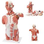 Anatomie model torso met organen en spieren deluxe, 95 cm, Nieuw, Verzenden