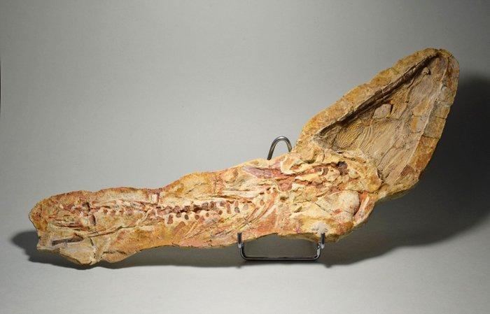 Uitstekende amfibie - Gefossiliseerd dier - Tertremoides, Verzamelen, Mineralen en Fossielen