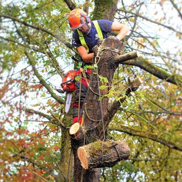 Boom kappen bomen rooien stronken frezen snoeien in LIMBURG beschikbaar voor biedingen