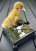Eend Taxidermie volledige montage - Anas platyrhynchos, Antiek en Kunst, Curiosa en Brocante