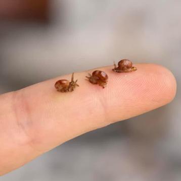 1:12 Slakjes - Tuin - Poppenhuis - Dieren - Handgemaakt beschikbaar voor biedingen