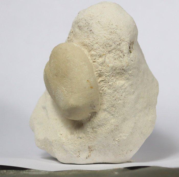 Fossiele zee-egel op matrix - uiterst goed bewaard gebleven., Verzamelen, Mineralen en Fossielen