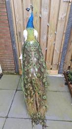 Bonte pauw Taxidermie volledige montage - Pavo cristatus) -, Nieuw