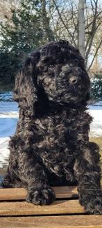 medium labradoodle x  australian labradoodle pups, Parvo, Nederland, Overige rassen, 8 tot 15 weken
