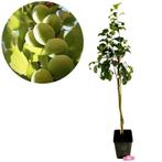 Prunus Domestica ‘Mirabelle de Nancy’ + pot 23, Tuin en Terras, Planten | Fruitbomen, Verzenden, Volle zon