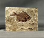 Prachtigste fossiele vis op steen - - Gefossiliseerd dier -, Verzamelen