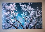 Viet Ha Tran - Sakura season II