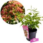 Heptacodium miconioides + pot 19cm, Verzenden