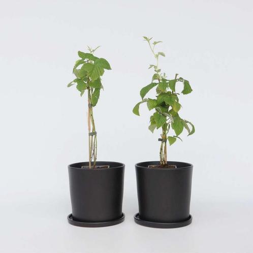 Rubus idaeus Malling Promise - Set van 4 - Framboos, Tuin en Terras, Planten | Tuinplanten, Verzenden