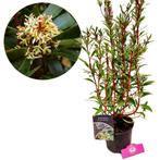 Drimys Lanceolata Red Spice, Tuin en Terras, Planten | Tuinplanten, Verzenden
