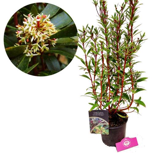 Drimys Lanceolata Red Spice, Tuin en Terras, Planten | Tuinplanten, Verzenden