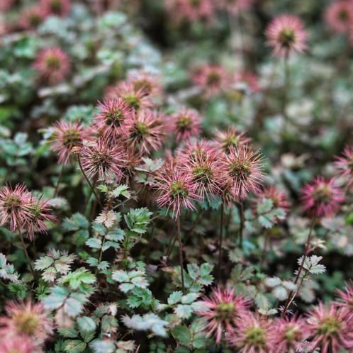 Acaena buchananii - Potmaat 9x9 cm, Tuin en Terras, Planten | Tuinplanten, Ophalen of Verzenden