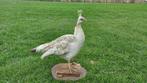 Pauw Taxidermie volledige montage - Pavo cristatus - 60 cm -, Nieuw