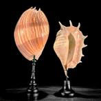 Indrukwekkend paar Melo Amphora en Spider Conch Shell op een