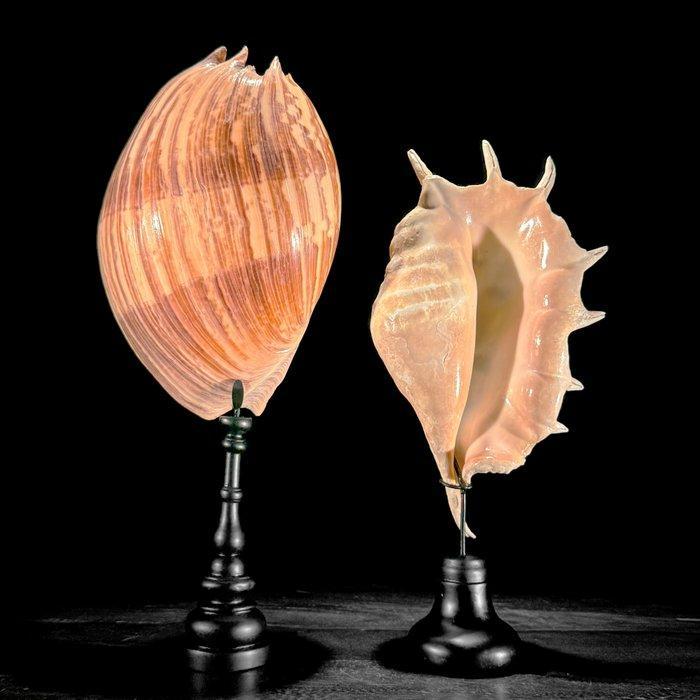 Indrukwekkend paar Melo Amphora en Spider Conch Shell op een, Antiek en Kunst, Kunst | Designobjecten