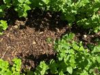 Houtmulch - 960 Liter, Verzenden, Nieuw